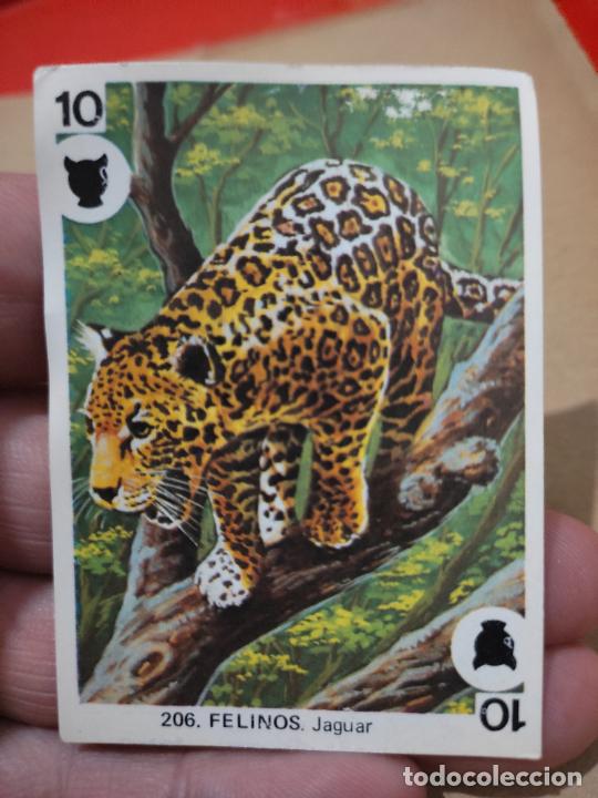 Coleccionismo Cromos antiguos: JAGUAR FELINOS 206 10 MAGA JUEGOS FAMILIAS RECUPERADO VENTANILLA DESPELLEJADO FRONTAL