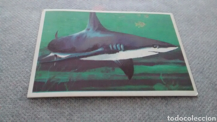 Coleccionismo cromos antiguos: DUNKIN SUPERCROMO, EL MAR N&ordm; 3 - Foto 1