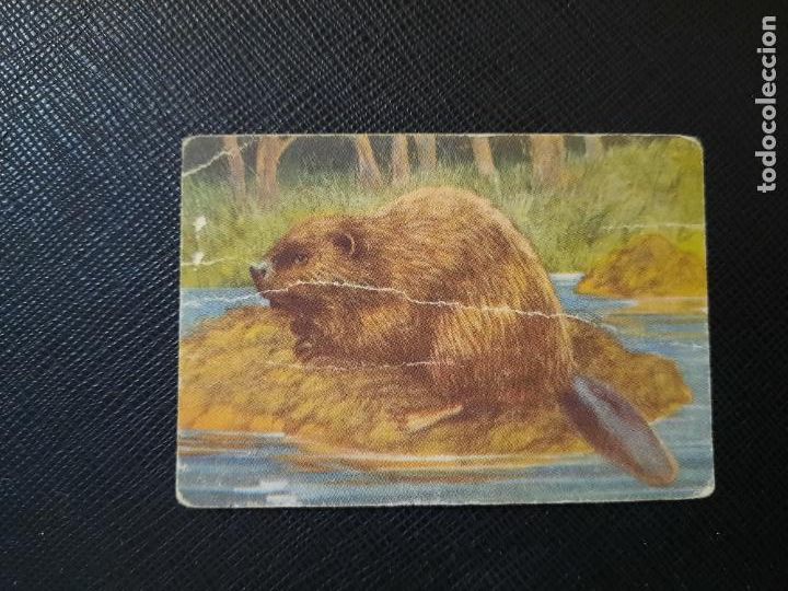 Sammeln alte Sammelbilder: CASTOR ZOOLOGIA COMERCIAL AFER CROMO - SIN PEGAR - CC2 - 56