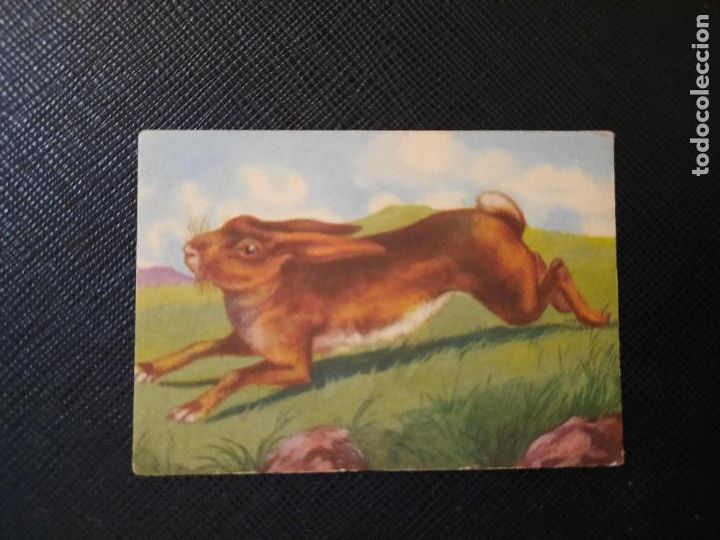 Sammeln alte Sammelbilder: LIEBRE ZOOLOGIA COMERCIAL AFER CROMO - SIN PEGAR - CC2 - 61