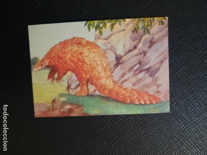 Sammeln alte Sammelbilder: PANGOLIN O ARNADILLO ZOOLOGIA COMERCIAL AFER CROMO - SIN PEGAR - CC2 - 68
