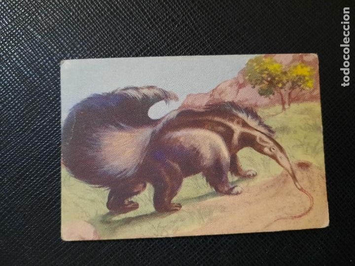 Sammeln alte Sammelbilder: OSO HORMIGUERO ZOOLOGIA COMERCIAL AFER CROMO - SIN PEGAR - CC2 - 96