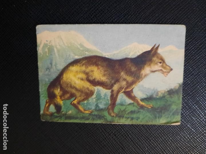 Collectable Antique Stickers: LOBO ZOOLOGIA COMERCIAL AFER CROMO - SIN PEGAR - CC2 - 99