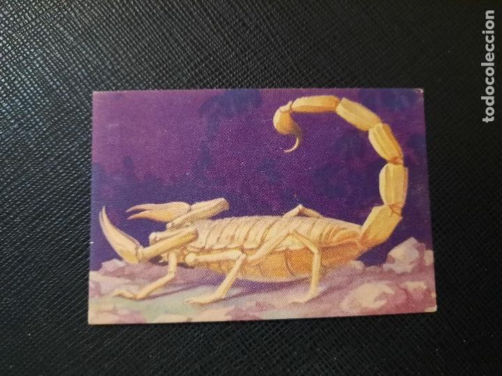 Colecionismo Cromos antigos: ESCORPION O ALACRAN ZOOLOGIA COMERCIAL AFER CROMO - SIN PEGAR - CC2 - 117