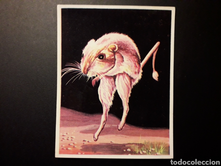 Collectionnisme Cartes &agrave; collectionner anciennes: RATA CANGURO. NATURALEZA Y EL HOMBRE. MAGA 1967 N&deg; 196 SIN PEGAR. FOTOS. PEDIDO M&Iacute;NIMO 3 &euro;