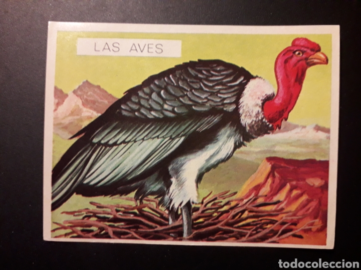 Collectionnisme Cartes &agrave; collectionner anciennes: C&Oacute;NDOR. NATURALEZA Y EL HOMBRE. MAGA 1967 N&deg; 15 SIN PEGAR. FOTOS. PEDIDO M&Iacute;NIMO 3&euro;