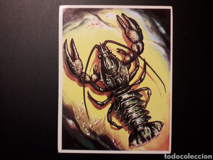 Collectionnisme Cartes &agrave; collectionner anciennes: CANGREJO DE R&Iacute;O. NATURALEZA Y EL HOMBRE. MAGA 1967 N&deg; 77 SIN PEGAR. FOTOS. PEDIDO M&Iacute;NIMO 3 &euro;