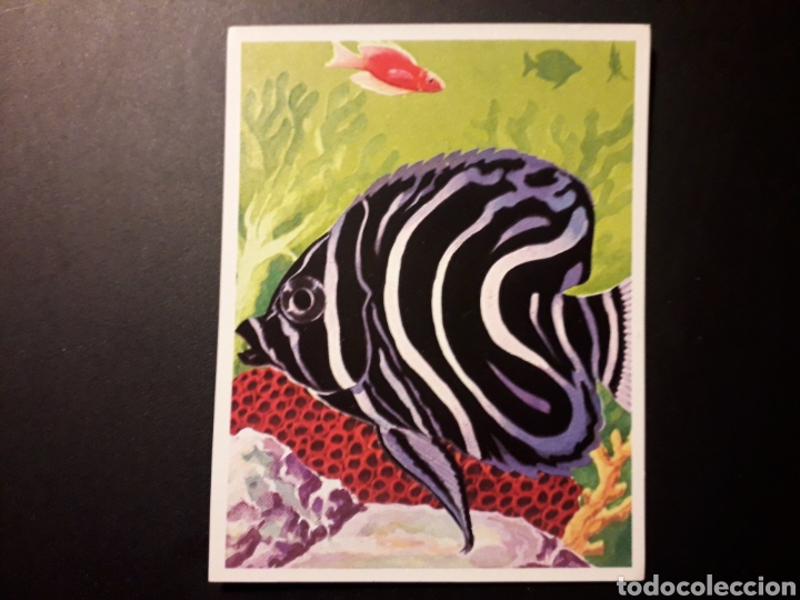 Collectionnisme Cartes &agrave; collectionner anciennes: PEZ &Aacute;NGEL AZUL. NATURALEZA Y EL HOMBRE. MAGA 1967 N&deg; 89 SIN PEGAR. FOTOS. PEDIDO M&Iacute;NIMO 3 &euro;