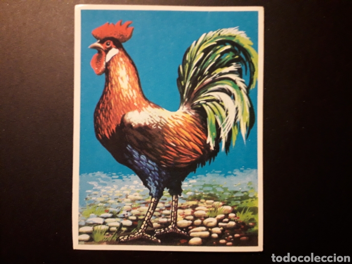 Collectionnisme Cartes &agrave; collectionner anciennes: EL GALLO. NATURALEZA Y EL HOMBRE. MAGA 1967 N&deg; 224 SIN PEGAR. FOTOS. PEDIDO M&Iacute;NIMO 3 &euro;