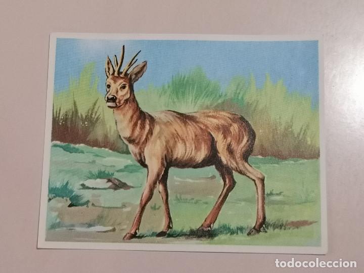 Coleccionismo cromos antiguos: CROMO - AM&Eacute;RICA y sus habitantes 199 - Nunca Pegado