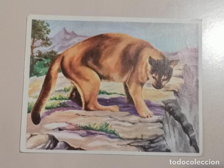 Coleccionismo cromos antiguos: CROMO - AM&Eacute;RICA y sus habitantes 188 - Nunca Pegado