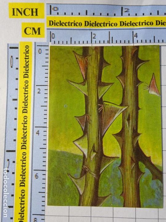 Sammeln alte Sammelbilder: CROMO CROMITO CHUCHER&Iacute;AS. &Aacute;LBUM BIMBO EL LIBRO DE LAS ADIVINANZAS 2. 231 SALTA &Aacute;RBOLES