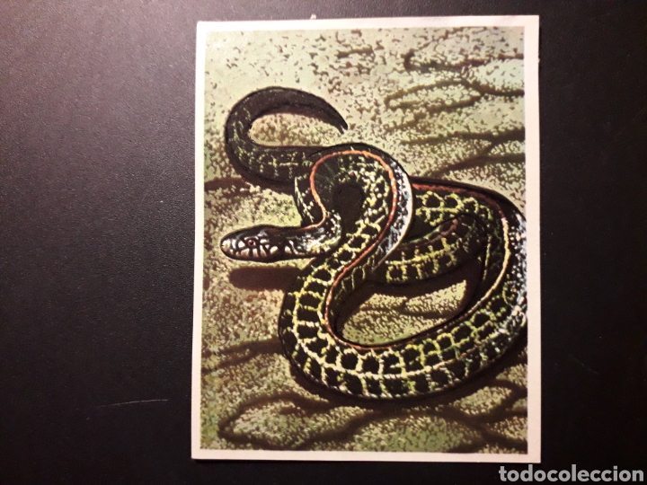 Collectionnisme Cartes &agrave; collectionner anciennes: SERPIENTE JARRETERA. LA NATURALEZA Y EL HOMBRE. MAGA 1967 N&deg; 136 DESPEGADO FOTOS. PEDIDO M&Iacute;NIMO 3 &euro;