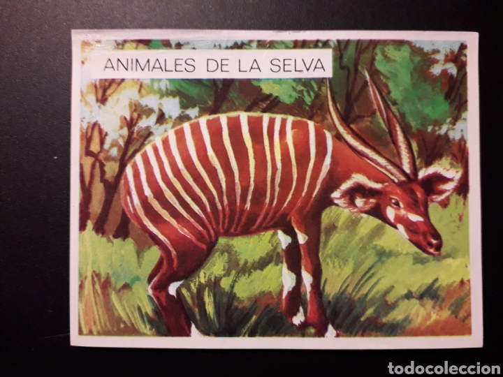 Collectionnisme Cartes &agrave; collectionner anciennes: BONGO. LA NATURALEZA Y EL HOMBRE. MAGA 1967 N&deg; 141 DESPEGADO FOTOS. PEDIDO M&Iacute;NIMO 3 &euro;