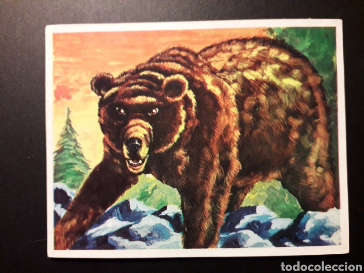 Collectionnisme Cartes &agrave; collectionner anciennes: OSO PARDO. NATURALEZA Y EL HOMBRE. MAGA 1967 N&deg; 154 DESPEGADO FOTOS. PEDIDO M&Iacute;NIMO 3 &euro;