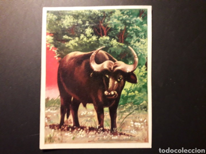 Collectionnisme Cartes &agrave; collectionner anciennes: B&Uacute;FALO CAFRE. LA NATURALEZA Y EL HOMBRE. MAGA 1967 N&deg; 172 DESPEGADO FOTOS. PEDIDO M&Iacute;NIMO 3 &euro;