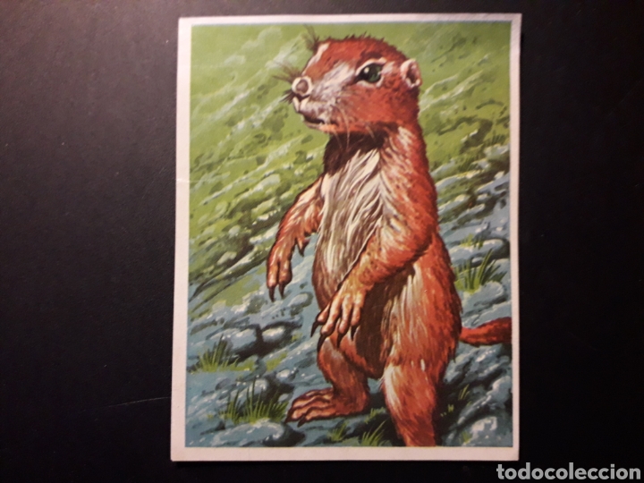 Collectionnisme Cartes &agrave; collectionner anciennes: PERRILLO DE LAS PRADERAS. NATURALEZA Y EL HOMBRE. MAGA 1967 N&deg; 175 DESPEGADO FOTOS PEDIDO M&Iacute;NIMO 3&euro;