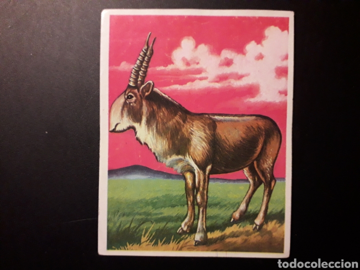 Collectionnisme Cartes &agrave; collectionner anciennes: SAIGA. NATURALEZA Y EL HOMBRE. MAGA 1967 N&deg; 186 DESPEGADO FOTOS. PEDIDO M&Iacute;NIMO 3 &euro;