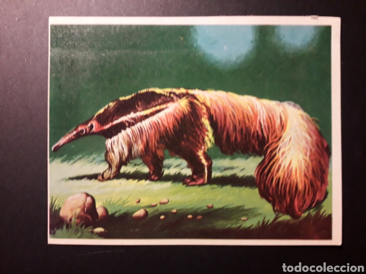 Collectionnisme Cartes &agrave; collectionner anciennes: OSO HORMIGUERO. NATURALEZA Y EL HOMBRE. MAGA 1967 N&deg; 187 DESPEGADO FOTOS. PEDIDO M&Iacute;NIMO 3 &euro;