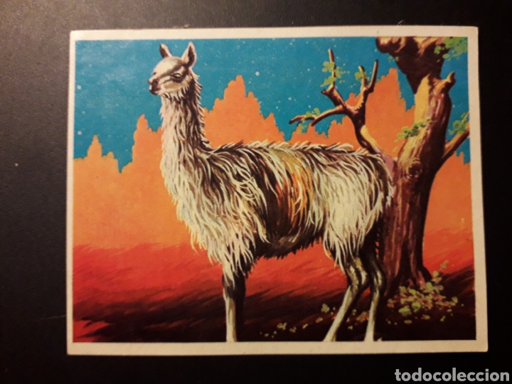 Collectionnisme Cartes &agrave; collectionner anciennes: LLAMA. NATURALEZA Y EL HOMBRE. MAGA 1967 N&deg; 188 DESPEGADO FOTOS. PEDIDO M&Iacute;NIMO 3 &euro;
