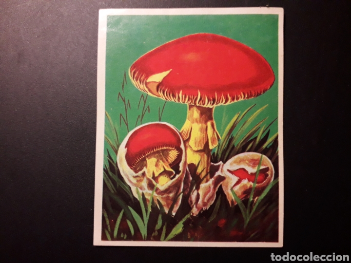 Collectionnisme Cartes &agrave; collectionner anciennes: ORONJA VERDADERA. LA NATURALEZA Y EL HOMBRE. MAGA 1967 N&deg; 242 DESPEGADO FOTOS. PEDIDO M&Iacute;NIMO 3 &euro;