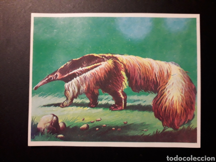 Sammeln alte Sammelbilder: OSO HORMIGUERO. LA NATURALEZA Y EL HOMBRE. MAGA 1967 N&deg; 187 DESPEGADO FOTOS. PEDIDO M&Iacute;NIMO 3 &euro;