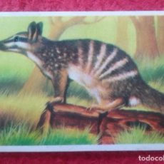 Coleccionismo Cromos antiguos: CROMO PANORAMA 1976 Nº 192 NUMBAT U HORMIGUERO MARSUPIAL MYRMECOBIUS FASCIATUS AUSTRALIA ANIMAL VER.