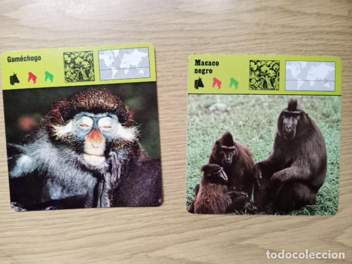 Coleccionismo cromos antiguos: FICHAS ANIMALES - GAMECHOGO - MACACO NEGRO - Foto 1