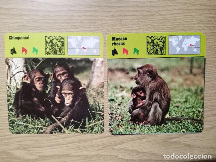 Coleccionismo cromos antiguos: FICHAS ANIMALES - CHIMPANCE - MACACO RHESUS - Foto 1