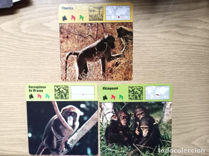 Coleccionismo cromos antiguos: FICHAS ANIMALES - CHACMAN - CERCOPITECO DE BRAZZA - CHIMPANCE - Foto 1