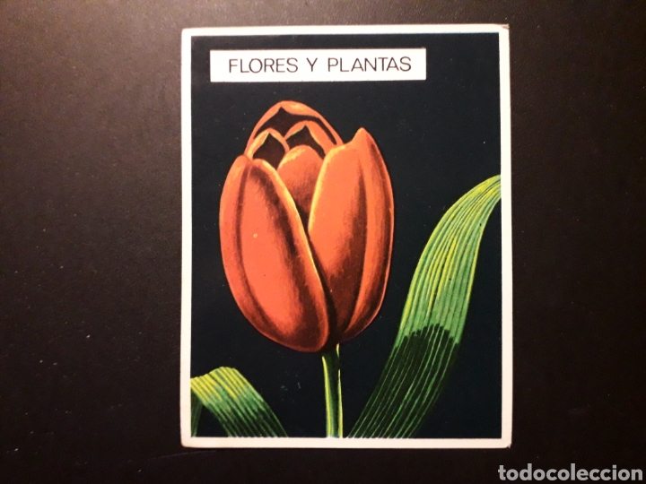 Collectionnisme Cartes &agrave; collectionner anciennes: TULIP&Aacute;N. NATURALEZA Y EL HOMBRE. MAGA 1967 N&deg; 225 SIN PEGAR. FOTOS. PEDIDO M&Iacute;NIMO 3 &euro;