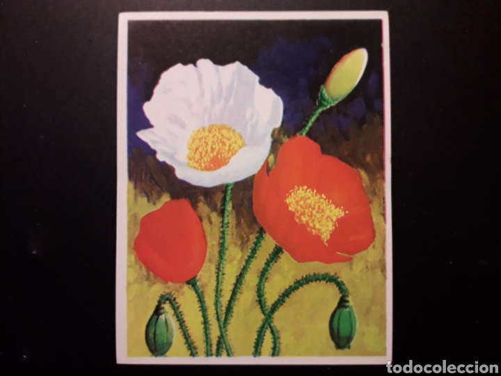 Collectionnisme Cartes &agrave; collectionner anciennes: PAPAVER NUDICAULE. NATURALEZA Y EL HOMBRE. MAGA 1967 N&deg; 228 SIN PEGAR. FOTOS. PEDIDO M&Iacute;NIMO 3 &euro;