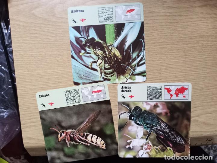 Coleccionismo cromos antiguos: FICHAS ANIMALES - ANDRENA - AVISPON - AVISPA DORADA - Foto 1