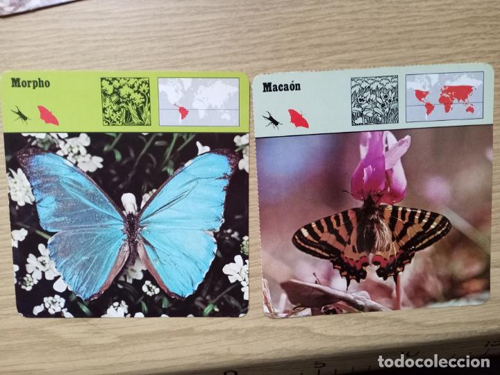 Coleccionismo cromos antiguos: FICHAS ANIMALES - MORPHO - MACAON - Foto 1