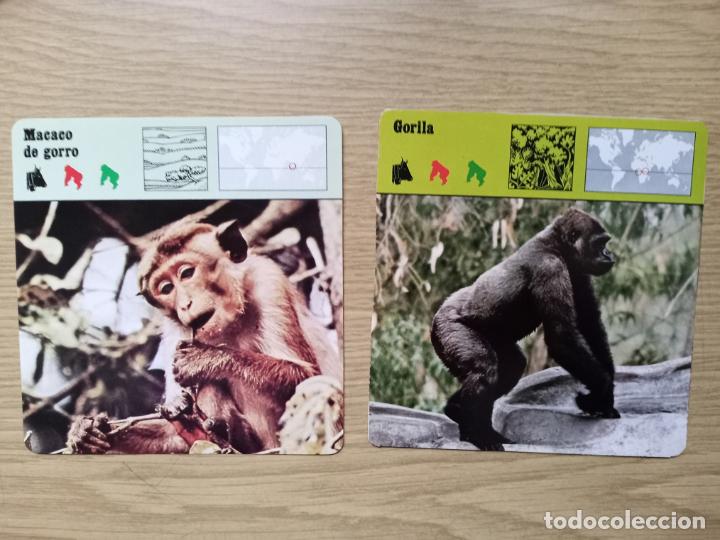 Coleccionismo cromos antiguos: FICHAS ANIMALES - MACACO DE GORRO - GORILA - Foto 1