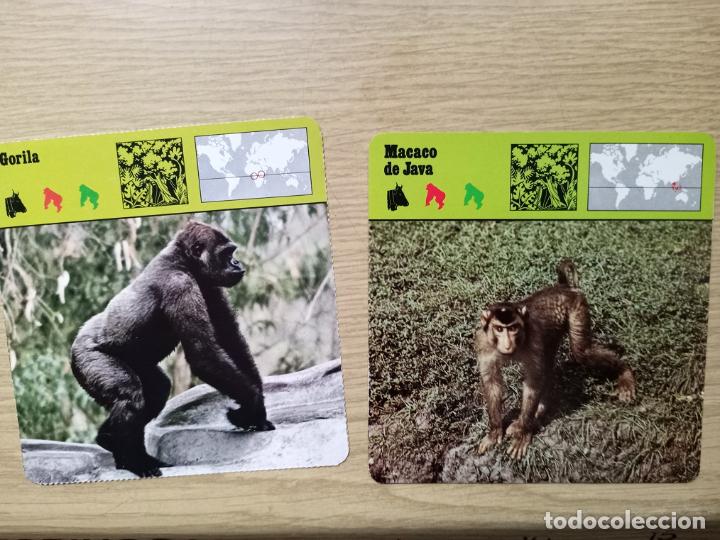 Coleccionismo cromos antiguos: FICHAS ANIMALES - GORILA - MACACO DE JAVA - Foto 1