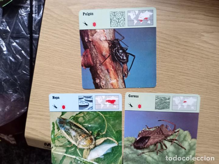 Coleccionismo cromos antiguos: FICHAS ANIMALES -- PULGON - NEPA - COREUS - Foto 1