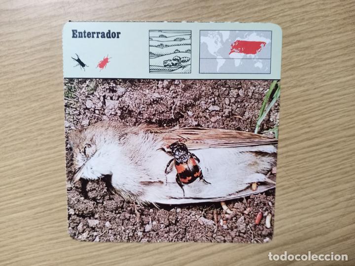 Coleccionismo cromos antiguos: FICHA ANIMAL -- ENTERRADOR - Foto 1