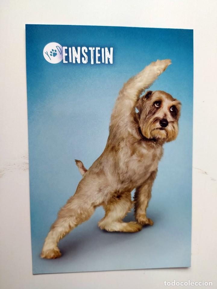 Coleccionismo cromos antiguos: CROMO/CARTA YOGA CATS, YOGA DOGS N&ordm; 014