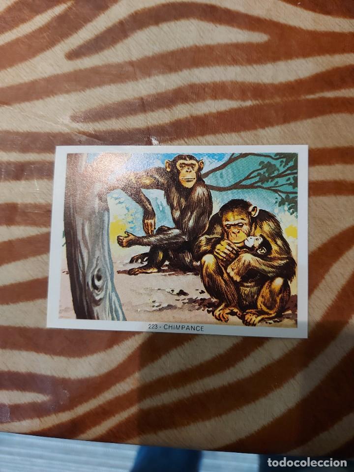 Coleccionismo cromos antiguos: Modulo 1 cromo 223 Chimpance - Foto 1