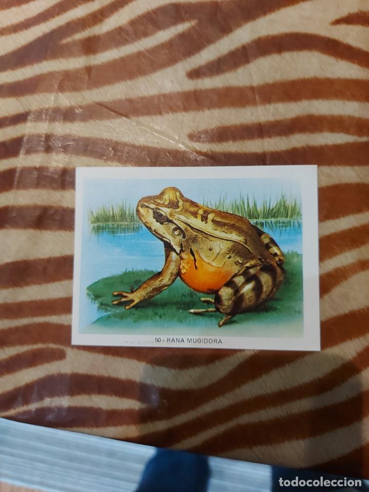 Coleccionismo cromos antiguos: Modulo 1 cromo 50 rana mugidora - Foto 1