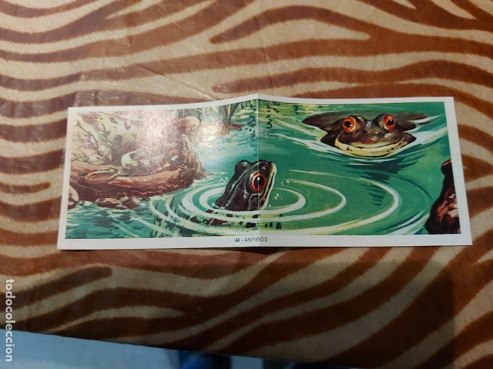Coleccionismo cromos antiguos: Modulo 1 cromo 44 anfibios - Foto 1