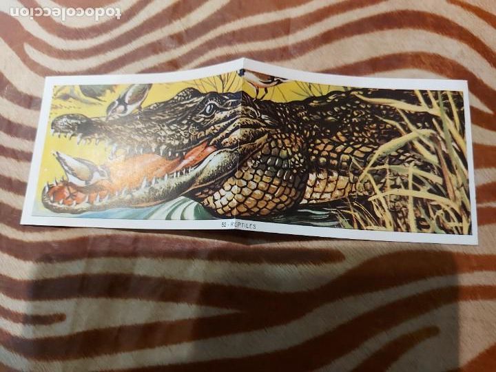 Coleccionismo cromos antiguos: Modulo 1 cromo 52 reptiles - Foto 1