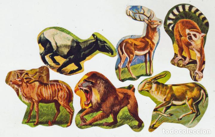Coleccionismo cromos antiguos: 6 CROMOS DE ANIMALES - PERFECTO ESTADO - Foto 1