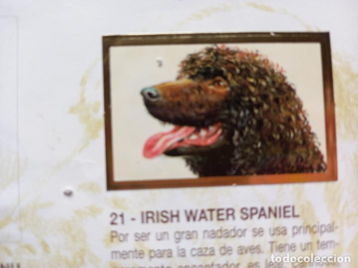 Collectionnisme Cartes &agrave; collectionner anciennes: BOLLYCAO TU MEJOR AMIGO ii N 21