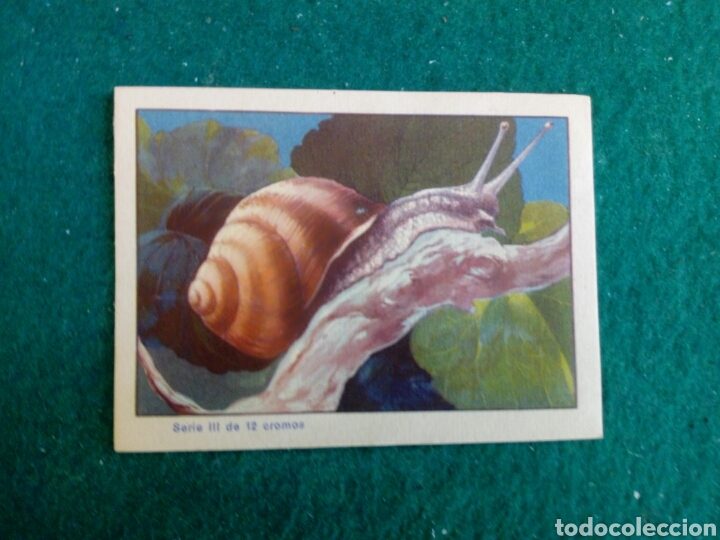 Collectable Antique Stickers: Cromo sin publicidad cole ZOOLOGICA un caracol helix pomatia.n 8