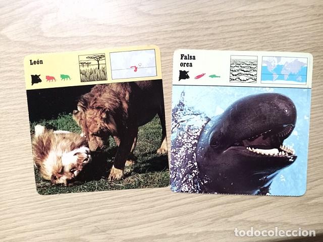 Coleccionismo cromos antiguos: FICHAS ANIMALES --- LEON - FALSA ORCA - Foto 1