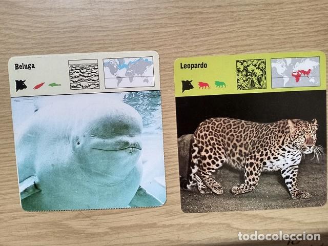 Coleccionismo cromos antiguos: FICHAS ANIMALES --- BELUGA - LEOPARDO - Foto 1