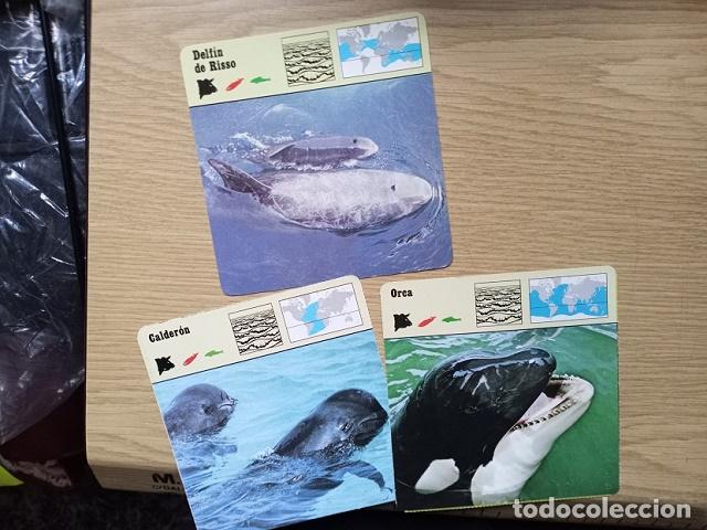 Coleccionismo cromos antiguos: FICHAS ANIMALES --- DELFIN DE RISSO - CALDERON - ORCA - Foto 1