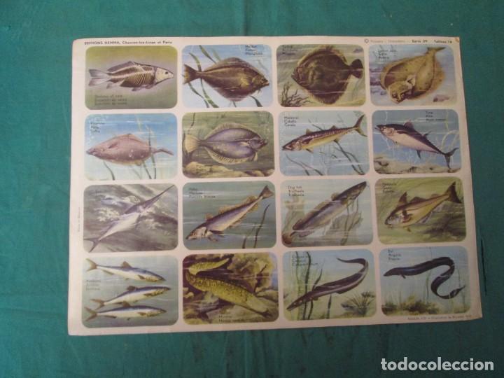 Colecionismo Cromos antigos: LAMINA HEMMA BELGICA SERIE 39/19